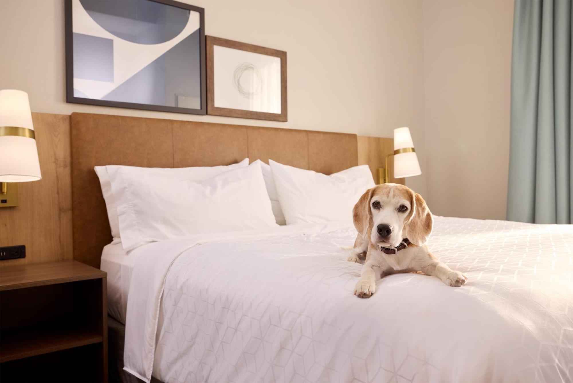 Staybridge Suites Tucson Airport By Ihg מראה חיצוני תמונה